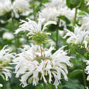 Monarda 'Bee Bright' - Indianernessel