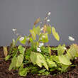 Epimedium 'Alabaster': Bild 2/2