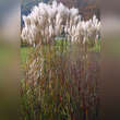 Miscanthus sinensis 'Malepartus': Bild 6/7