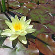 Nymphaea 'Marliacea Chromatella': Bild 3/3