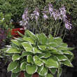 Hosta 'Undulata Albomarginata': Bild 4/10