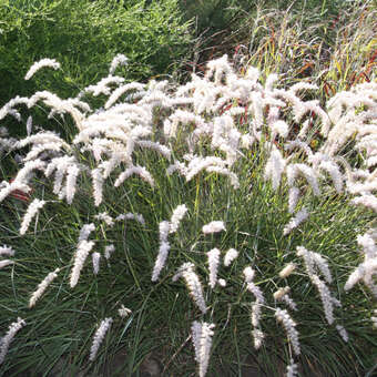 Pennisetum orientale