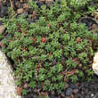 Sedum album 'Coral Carpet': Bild 6/9