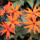 Lychnis arkwrightii - Lichtnelke