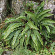 Asplenium scolopendrium: Bild 5/7