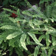 Adiantum pedatum 'Imbricatum': Bild 1/2