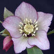 Helleborus or. 'Spring Midnight': Bild 2/2