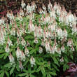 Tiarella 'Spring Symphony': Bild 5/7