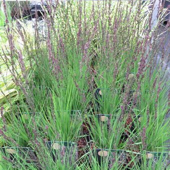 Molinia caerulea 'Heidezwerg'