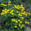 Caltha palustris: Bild 1/8