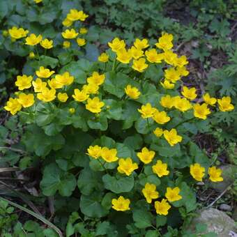 Caltha palustris