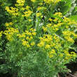 Ruta graveolens: Bild 3/7
