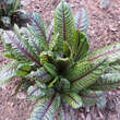 Rumex sanguineus sanguineus: Bild 2/3