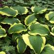 Hosta 'Yellow River': Bild 1/3