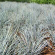 Festuca glauca 'Elijah Blue': Bild 3/4