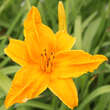 Hemerocallis 'Burning Daylight': Bild 4/4