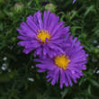 Aster dumosus 'Island Samoa': Bild 3/4