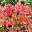 Heuchera 'Marmalade': Bild 1/2