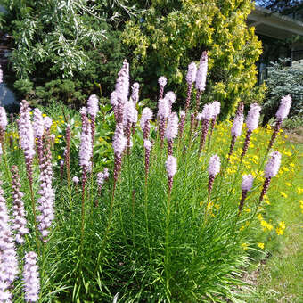 Liatris spicata 'Alba'