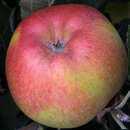 Malus domestica 'Berlepsch Gold Renette' - Winterapfel