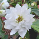 Helleborus niger 'Double Crystal' - Schneerose