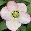 Helleborus orientalis 'Bouquet Picotée': Bild 2/3