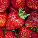 Fragaria ananassa 'Korona' - Ananaserdbeere