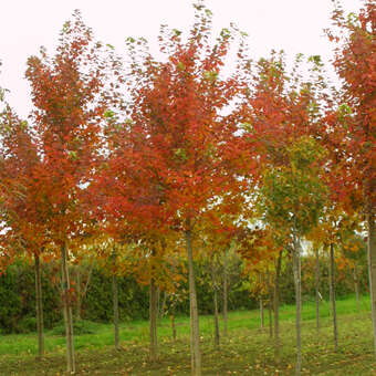 Acer rubrum 'October Glory'