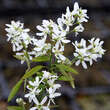 Amelanchier arborea 'Robin Hill': Bild 1/1