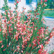 Cytisus 'Roter Favorit': Bild 1/1