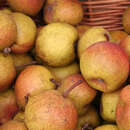 Pyrus communis 'Salzburger Birne' - Sommerbirne