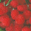Rubus idaeus 'Malling Promise': Bild 1/1
