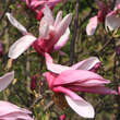 Magnolia 'George Henry Kern': Bild 1/1