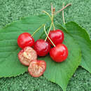 Prunus cerasus 'Königin Hortense' - Weichsel