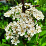 Pyracantha 'Dart's Red' - Feuerdorn