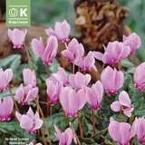 Cyclamen hederifolium - Alpenveilchen