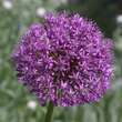 Allium nigrum: Bild 1/1