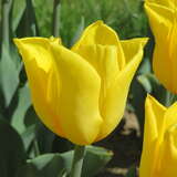 Tulpe Strong Gold - Darwin Tulpe