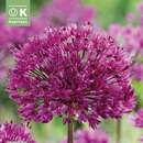 Allium aflatun.'Purple Sensation' - Zierlauch