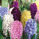 Hyacinthus Mischung - Hyazinthen