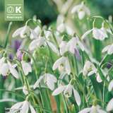 Galanthus nivalis - Schneeglöckchen