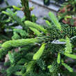 Abies procera 'Rattail': Bild 1/2