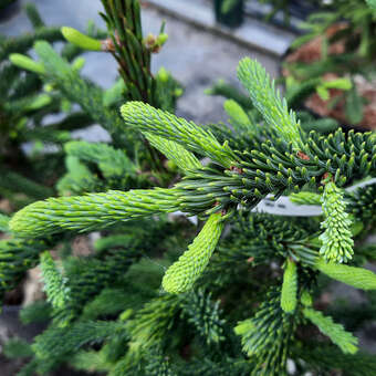 Abies procera 'Rattail'