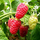 Rubus idaeus 'Sugana' - Himbeere