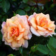 Rose 'Aprikola': Bild 1/1