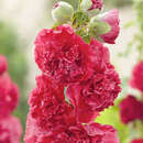 Alcea rosea 'Pleniflora rot' - Malve, Stockrose