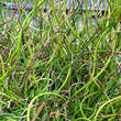 Juncus effusus 'Spiralis': Bild 1/2