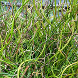 Juncus effusus 'Spiralis' - Spiralenbinse