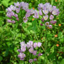 Allium roseum 'Grandiflorum' - Rosenlauch
