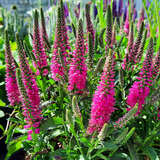 Veronica spicata 'Bubblegum Candles' - Ehrenpreis